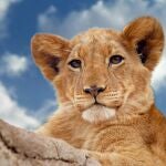 León, 'el rey de la selva'