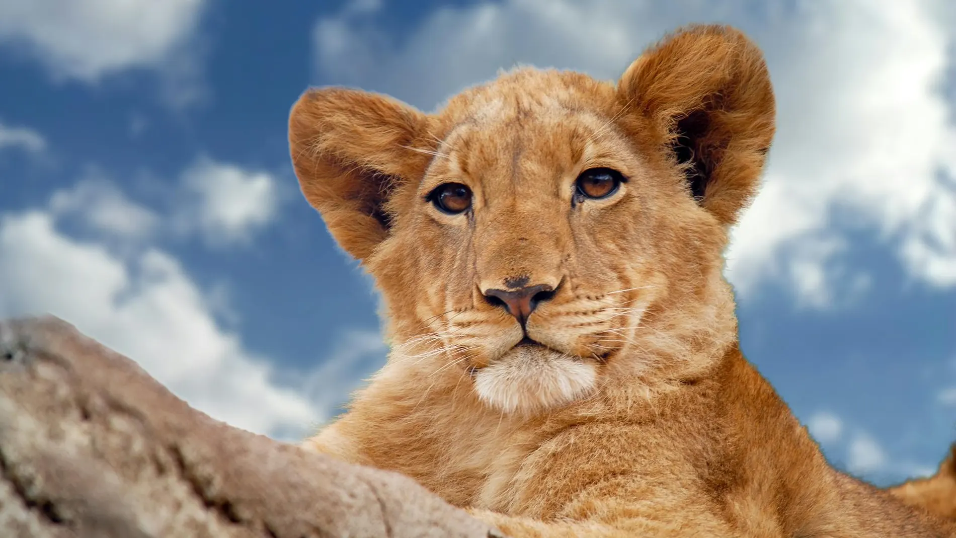 León, 'el rey de la selva'