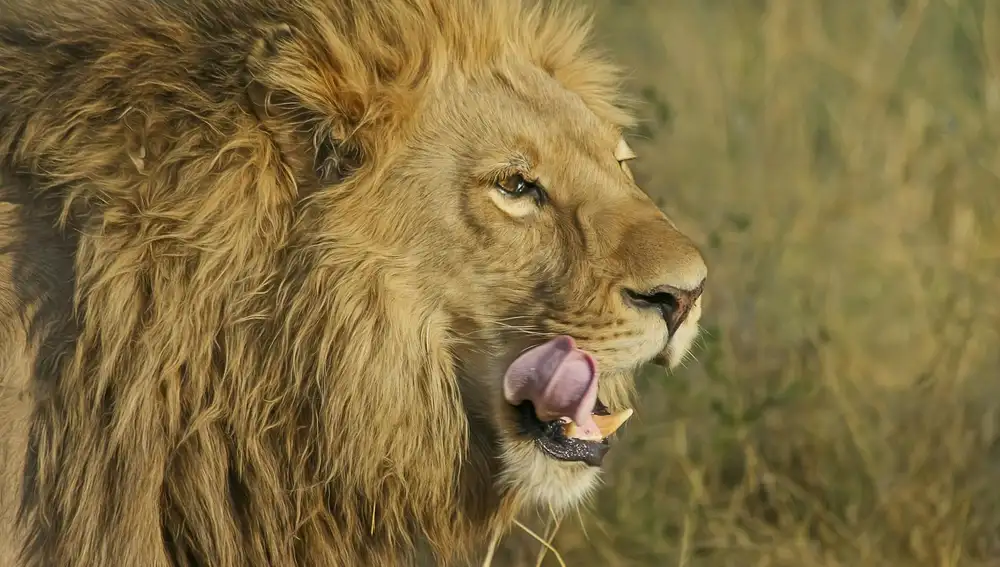 León de la sabana