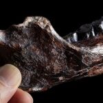 Mandíbula fosilizada encontrada en Taiwan