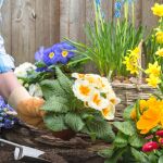 Las tres flores que debes plantar en las zonas de sombra de tu jardín: resistentes, coloridas y fáciles de cuidar
