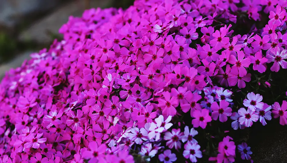 Moss pink flores