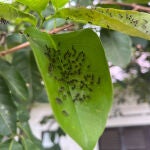 Un experto en jardinería revela cómo mantener a las hormigas fuera de su jardín usando un elemento esencial para el baño