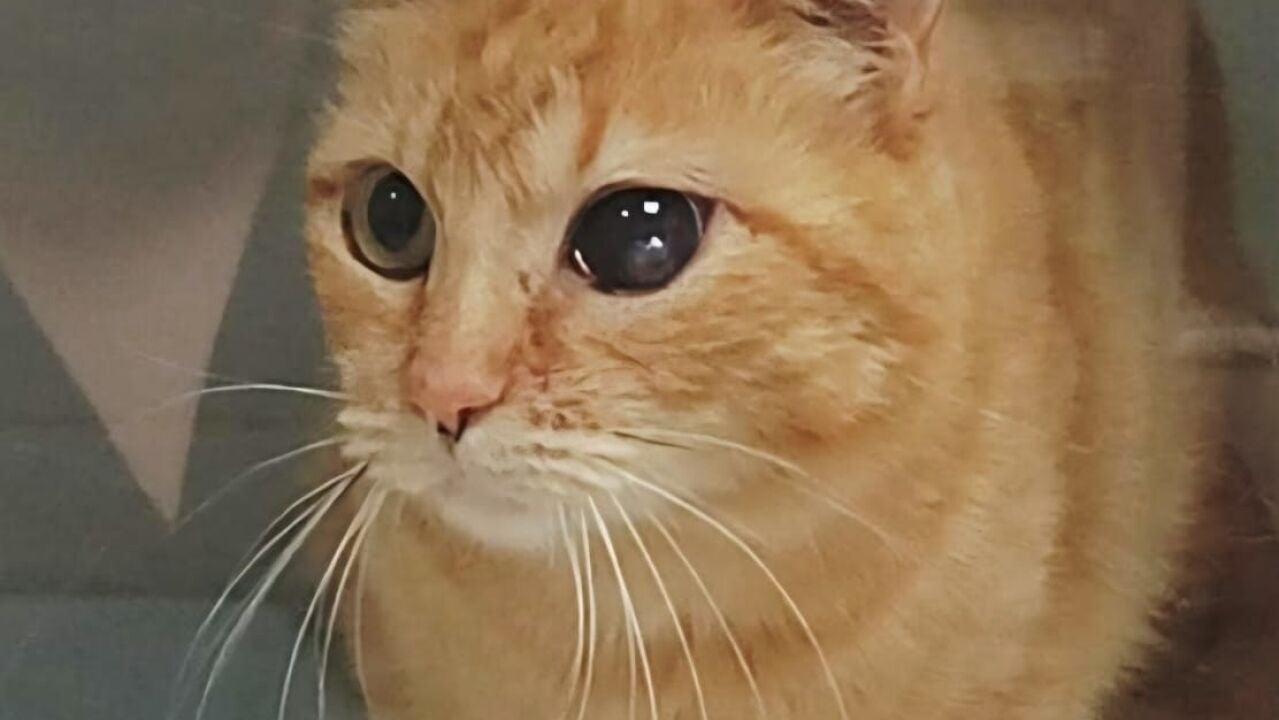 Ante el juez un anciano de 89 años por disparar a un gato en Granada