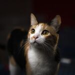Este es el tiempo máximo que puedes dejar a tu gato solo en casa