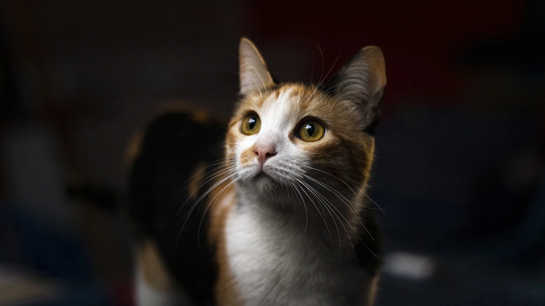 Este es el tiempo máximo que puedes dejar a tu gato solo en casa