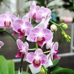 El ingrediente natural que hace florecer las orquídeas sin usar a los posos de café
