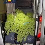 Cogollos de marihuana intervenidos dentro del furgón donde viajaban los tres arrestados