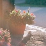 Las flores que debes evitar poner en tu jardín: atraen muchos insectos