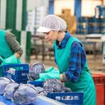 Ofrecen 20 vacantes para trabajar en un pueblo de Toledo: se paga a más de 12 euros la hora
