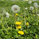 El desconocido motivo por el que no se debe arrancar los dientes de león del jardín