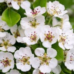 La planta trepadora ideal para plantar en primavera y llenar el jardín de perfume el resto del año
