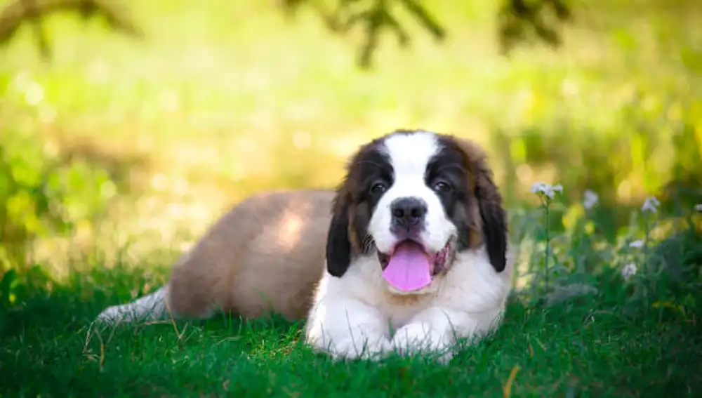 Imagen de archivo de un cachorro de San Bernardo
