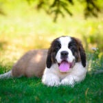 Imagen de archivo de un cachorro de San Bernardo