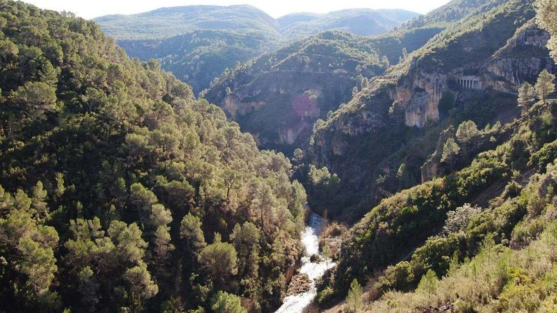 Imagen de una masa boscosa en la Comunitat Valenciana