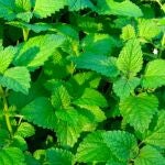  Ni menta ni hierbabuena: la planta mediterránea que cuida el hígado y previene la cirrosis hepática