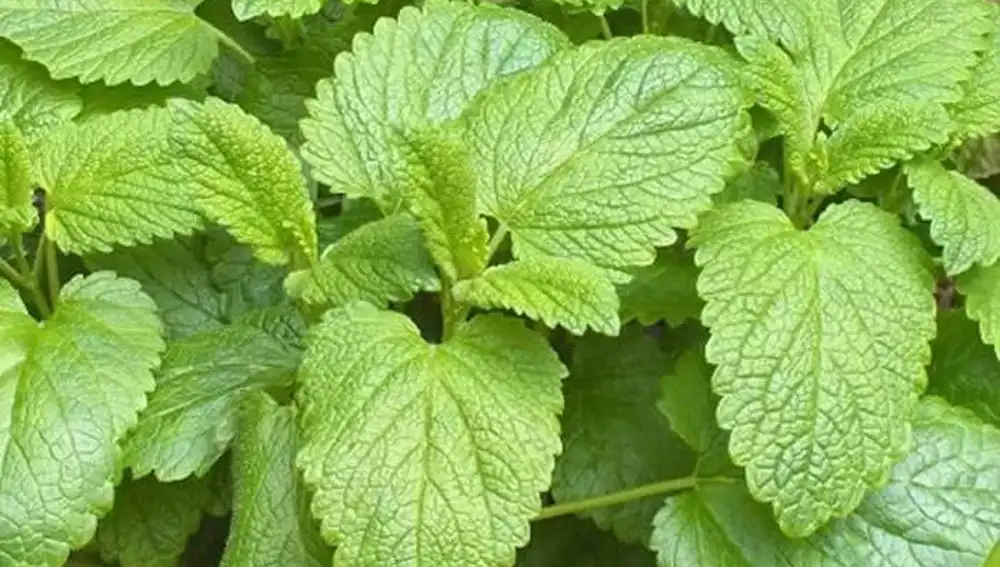 Melissa officinalis