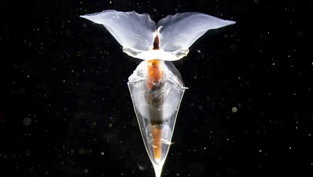 La mariposa submarina hallada en la Antártida