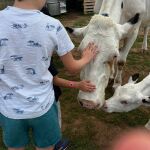 Así es el mejor plan para hacer con niños en Asturias: granja, quesos, arroz con leche y gratis