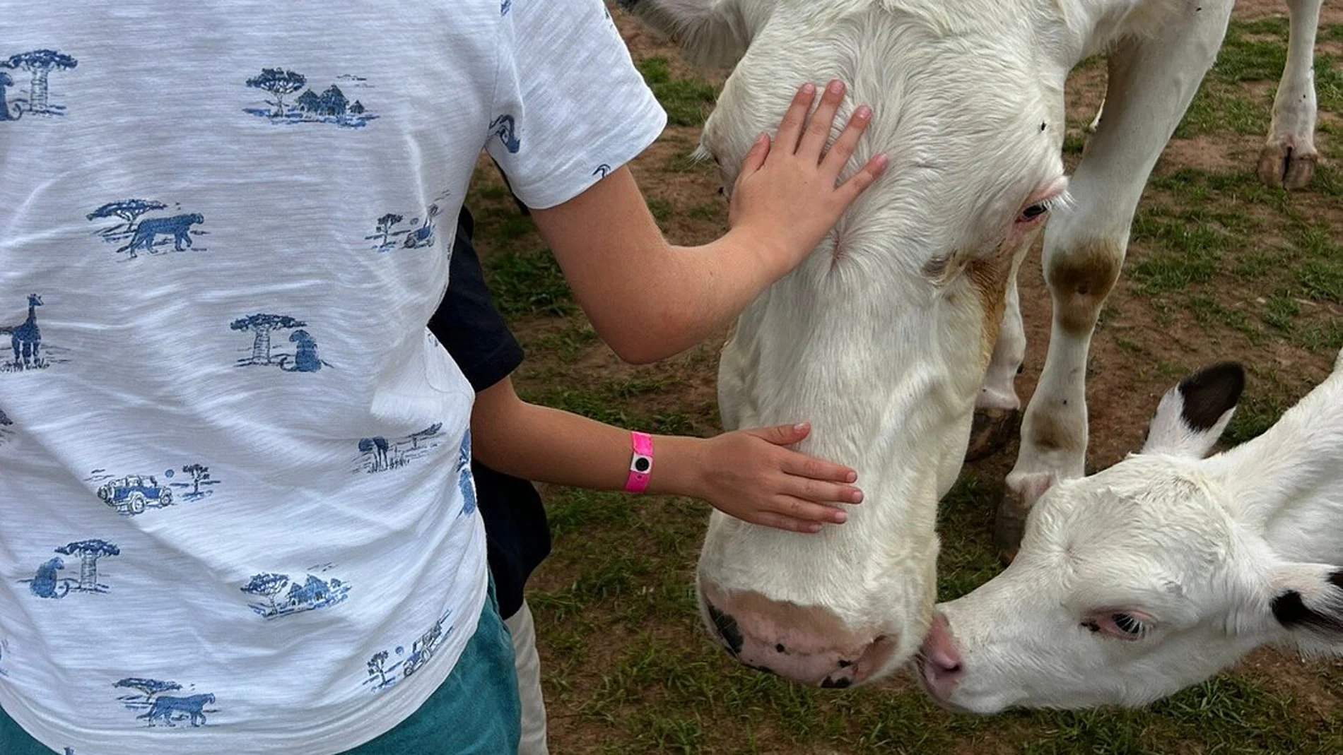 Así es el mejor plan para hacer con niños en Asturias: granja, quesos, arroz con leche y gratis