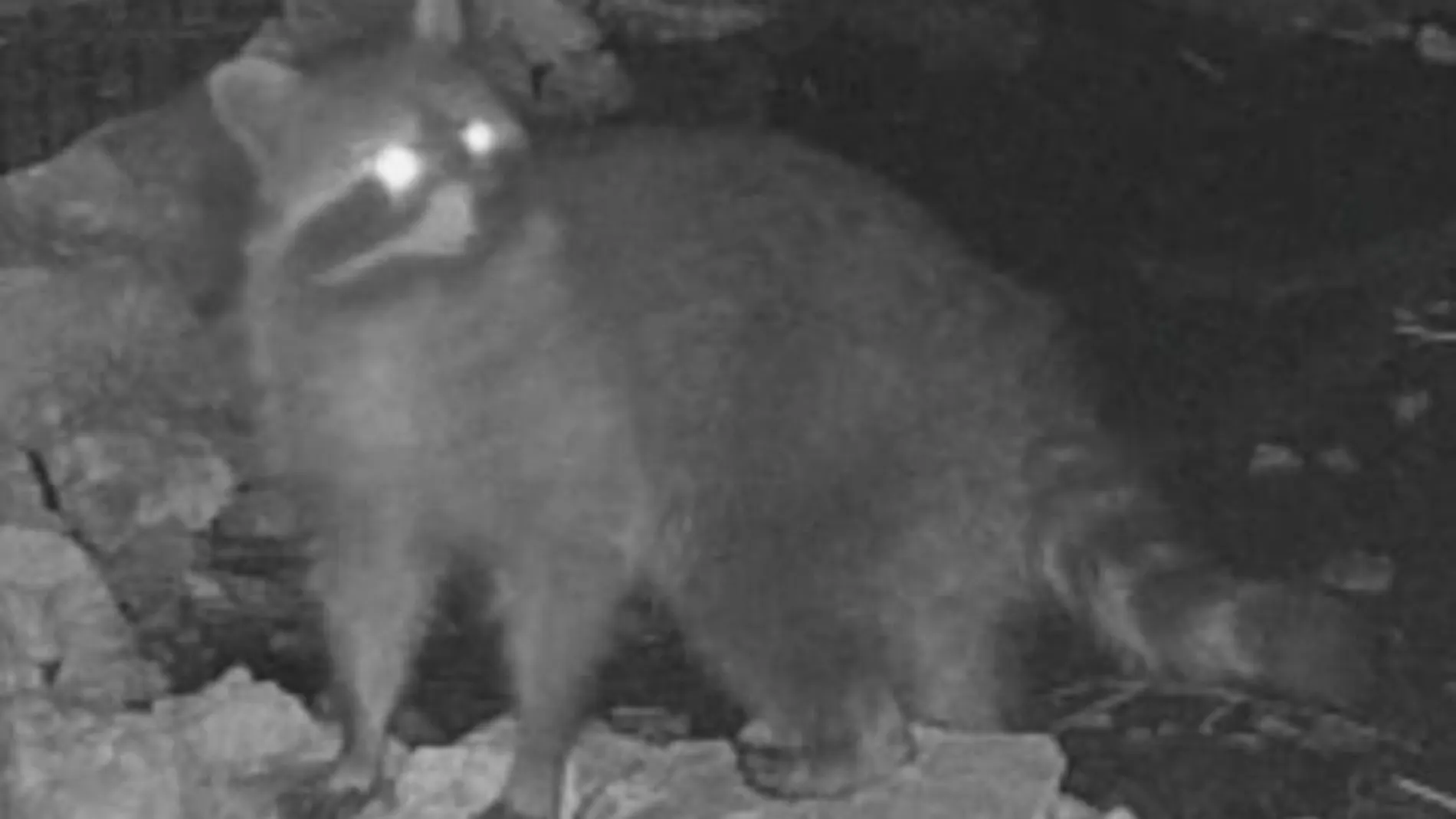 Uno de los mapaches avistados en sa Comuna de Bunyola, en la Serra de Tramuntana