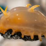 Este es el aspecto de un cerdo submarino