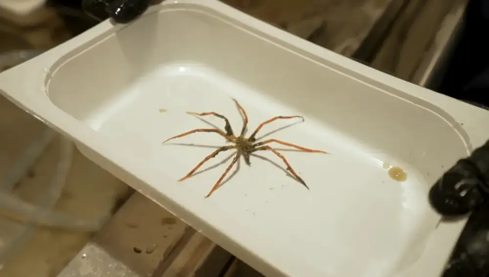 Una de las arañas submarinas