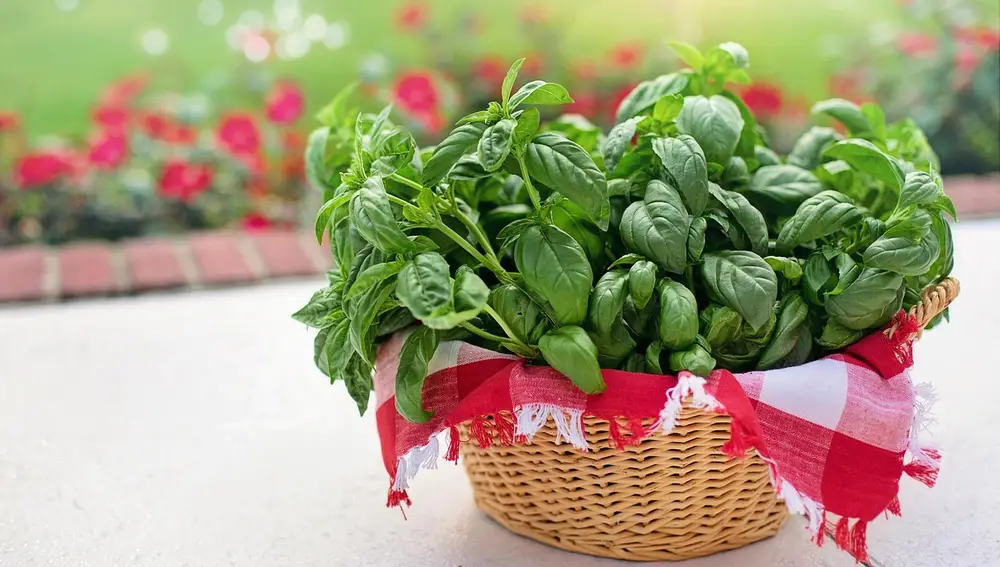 Una cesta con albahaca fresca