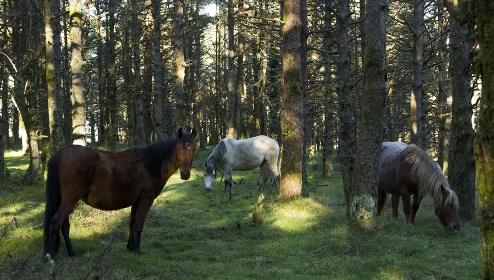 Caballos salvajes de la Serra do Xistral