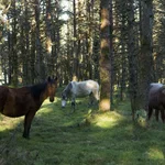 Caballos salvajes en Galicia