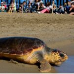 Un ejemplar de tortuga en una playa catalana