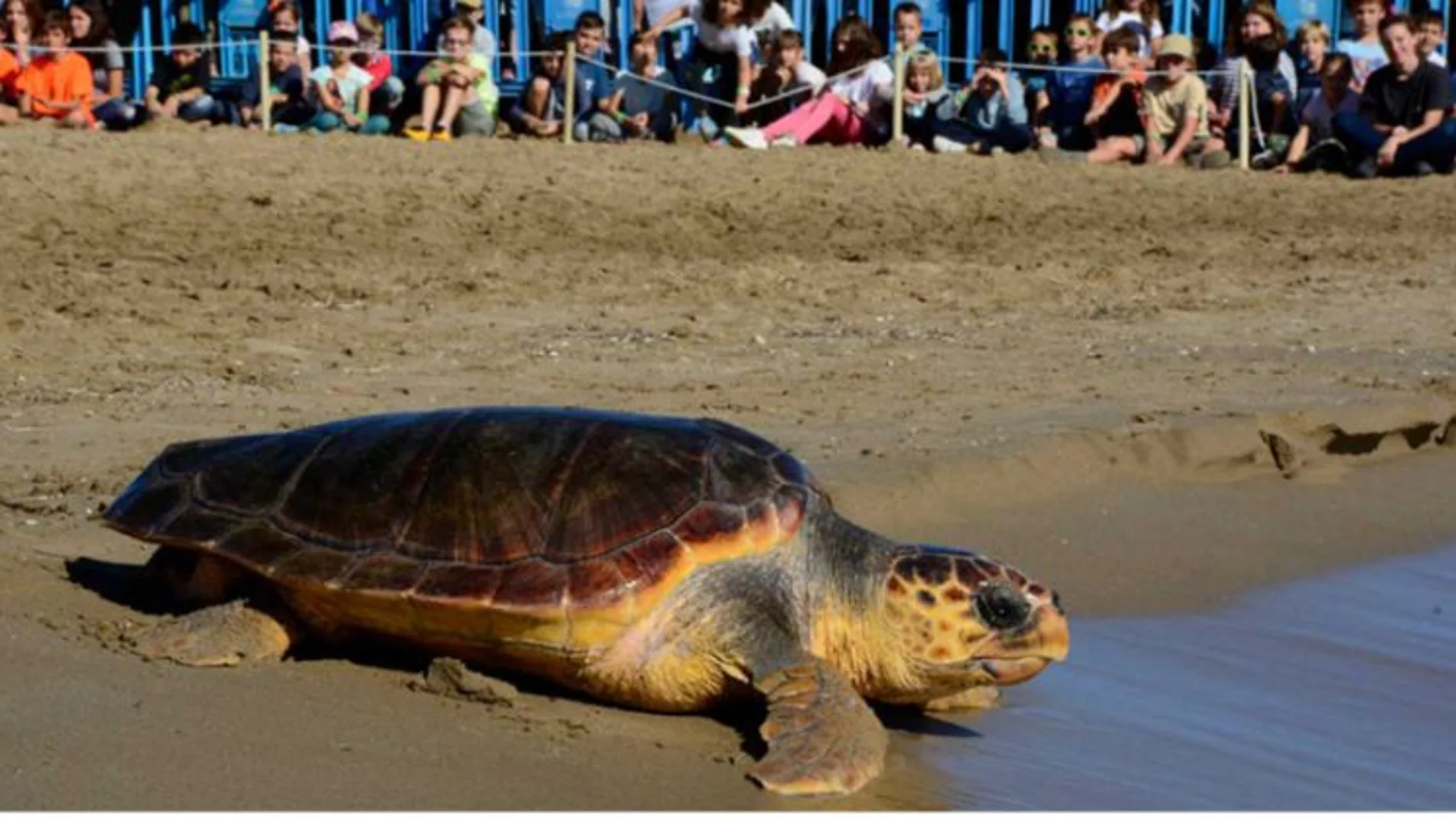 Un ejemplar de tortuga en una playa catalana