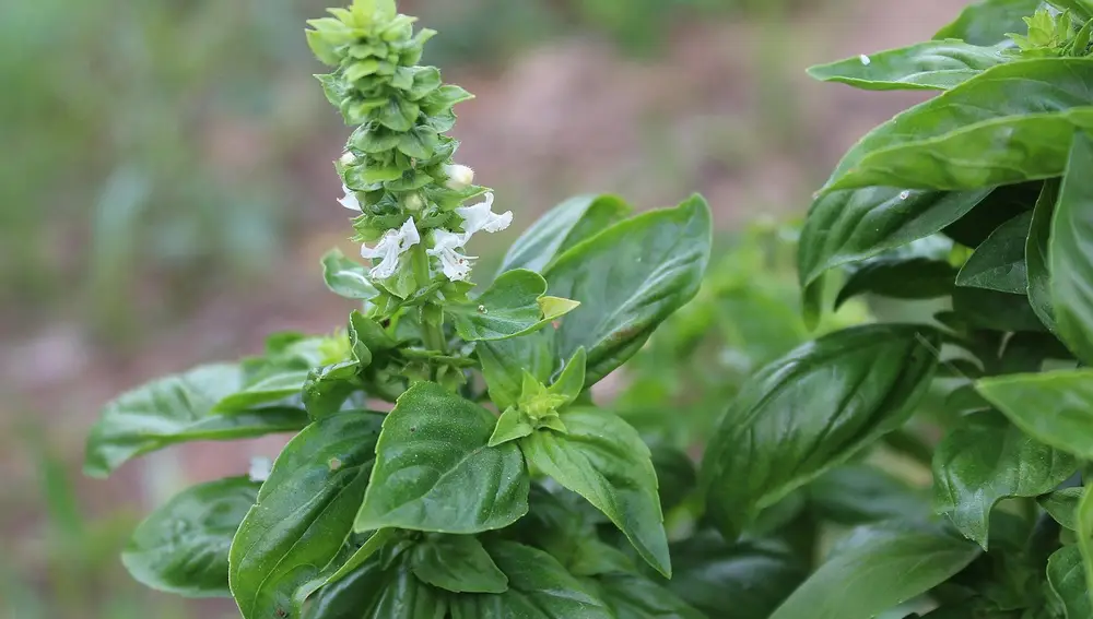 Flor de albahaca