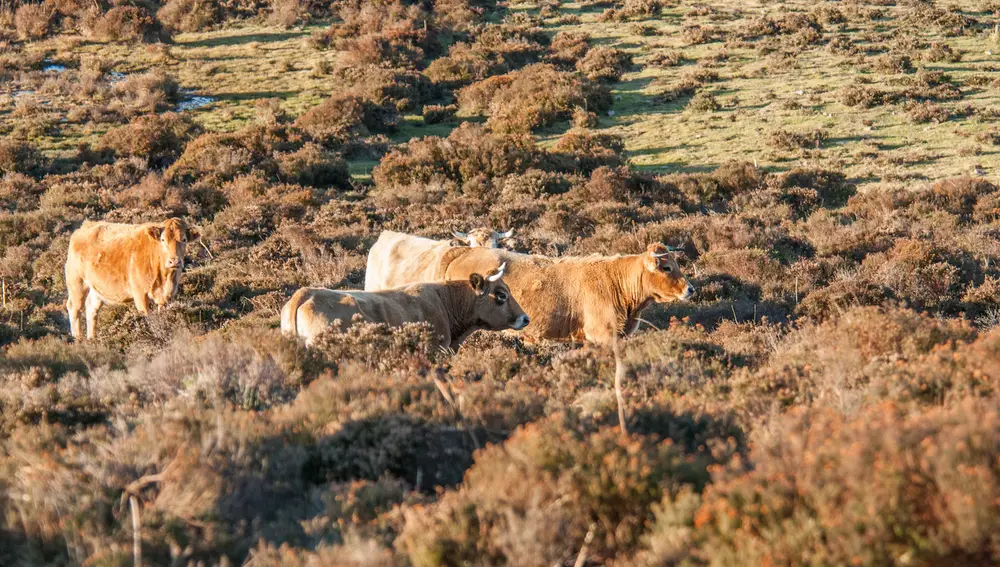 Vacas en semilibertad