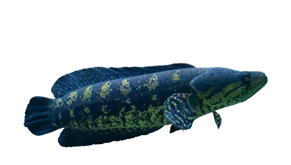 Pez cabeza de serpiente del norte
