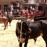 Reses del pueblo en la plaza de San Marcos de Beas de Segura.