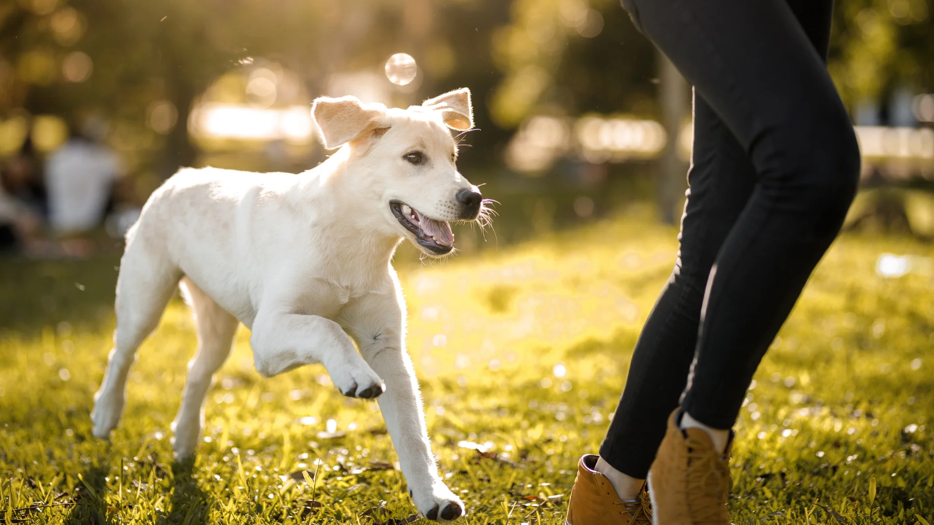 Qué significa cuando tu perro te sigue a todas partes: las 3 razones desconocidas por las que lo hacen