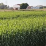 Un arrozal en la localidad sevillana de la Puebla del Río, una zona donde abunda este cultivo