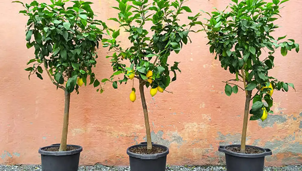 Limoneros en maceta