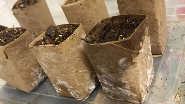 Un jardinero se preocupa tras intentar usar rollos de papel higiénico para las plántulas: "Soy bastante nuevo en jardinería"