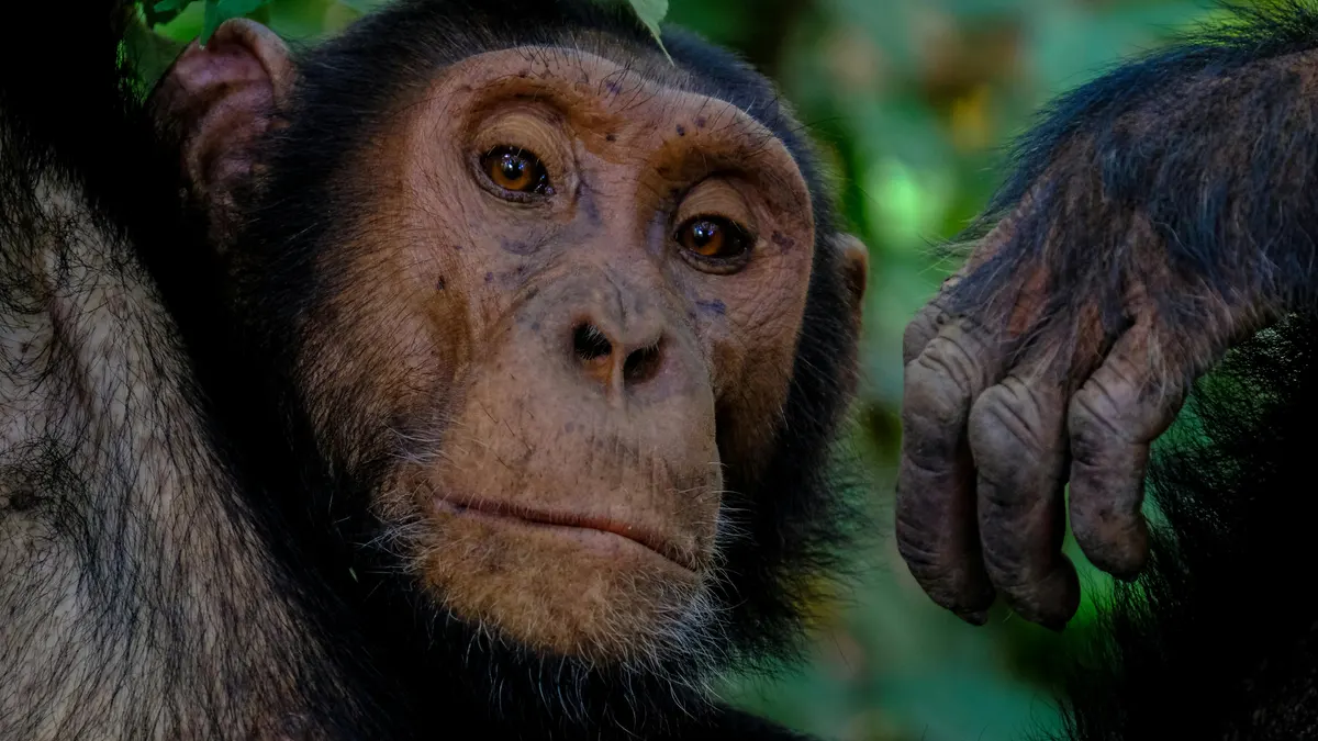Chimpancé mirando a cámara