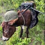 El arma más insólita de Rusia en Ucrania: un burro antidrones con casco.