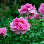 Con esta fácil tarea diaria la flor de las peonias durarán mucho más tiempo según floristas