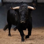 Estos son los pavorosos toros de José Enrique Fraile de Valdefresno para el día del santo patrón de Madrid