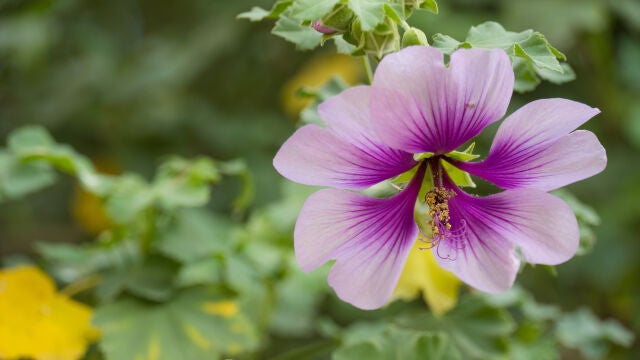 Malva acerifolia, una de las plantas propuestas para combatir el calor urbano en Canarias