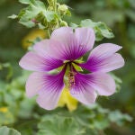 Malva acerifolia, una de las plantas propuestas para combatir el calor urbano en Canarias