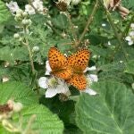 Una mariposa Brenthis daphne