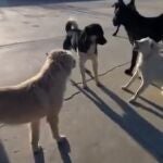 King Charles, el macho alfa que se he hecho por viral por cómo controlada a su manada de perros
