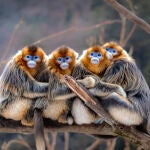 "Hábitat": un viaje visual al corazón salvaje de China
