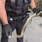 Imagen de la captura de la serpiente